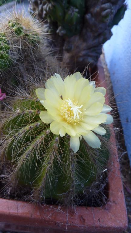 Gite Schlitteur Et Sapiniere Breitenbach Экстерьер фото