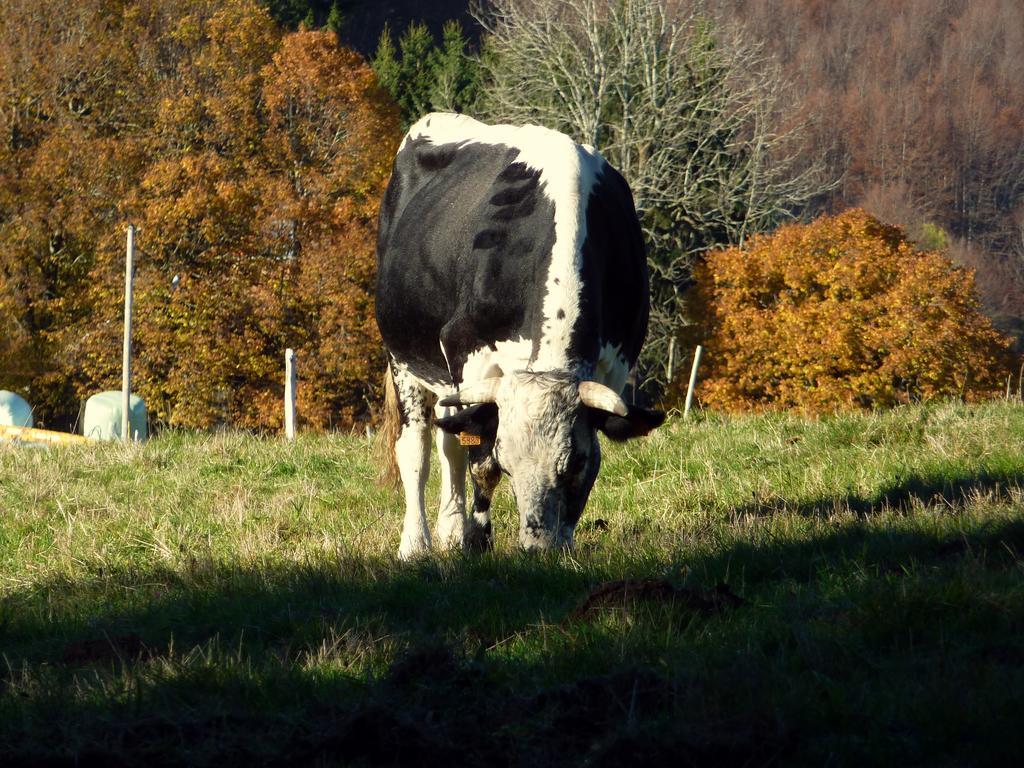 Gite Schlitteur Et Sapiniere Breitenbach Экстерьер фото