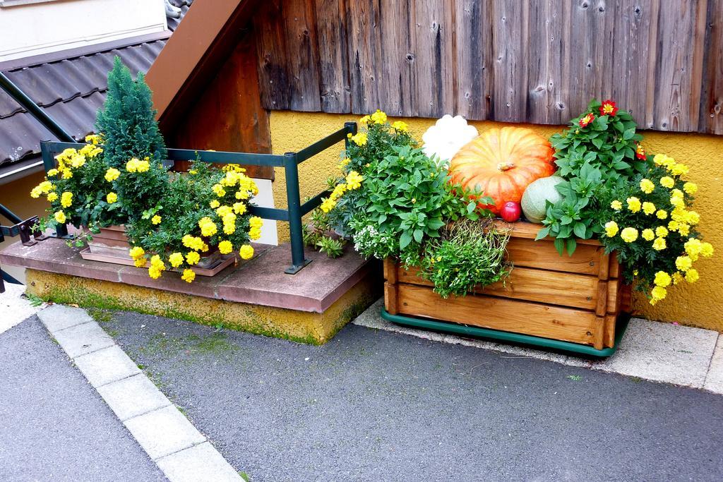 Gite Schlitteur Et Sapiniere Breitenbach Экстерьер фото